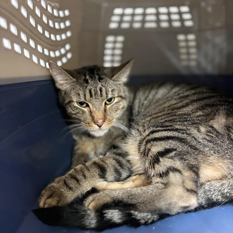 An adult large-sized male Brown / Chocolate Domestic Short Hair cat named Sammy for adoption in Fredericksburg, TX