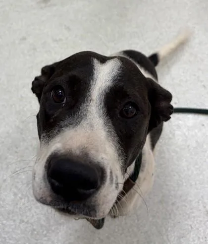 An adult medium-sized female German Shorthaired Pointer dog named Raven for adoption in Honolulu, HI