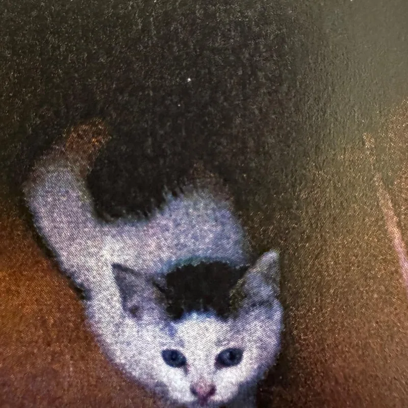 A baby small-sized female White Domestic Short Hair cat named Veloura for adoption in Chicago, IL