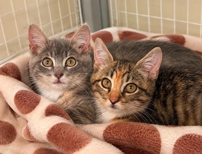 A baby small-sized female Domestic Short Hair cat named Cinder for adoption in Ewing, NJ