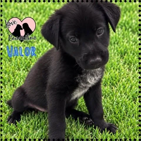 A baby medium-sized male Black Border Collie dog named Valor for adoption in Gilbert, AZ