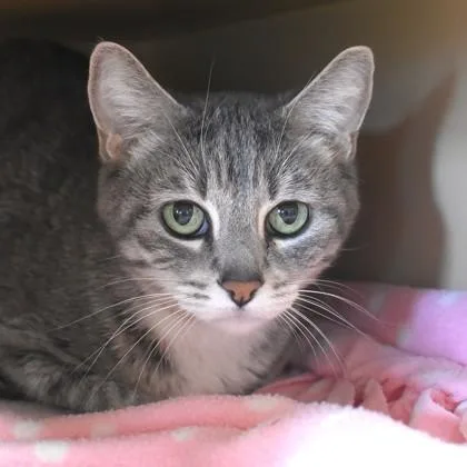 A young medium-sized female Tabby (Gray / Blue / Silver) Domestic Short Hair cat named Echo for adoption in Flagstaff, AZ