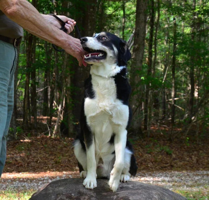 An adult large-sized male Tricolor (Brown, Black, & White) Collie dog named Dune for adoption in Willingboro, NJ