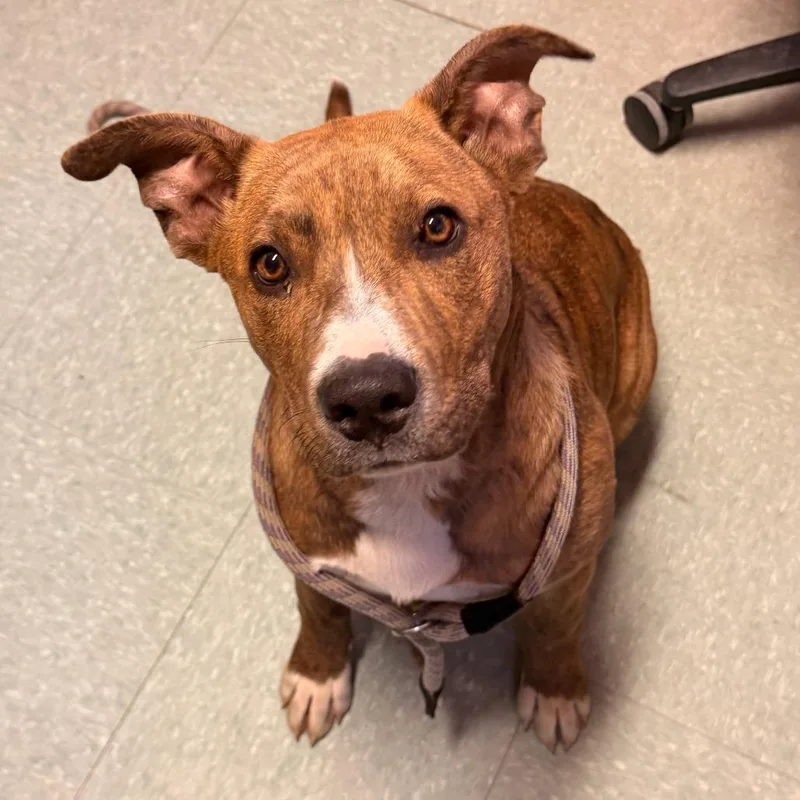 Cinnabon thumbnail 2