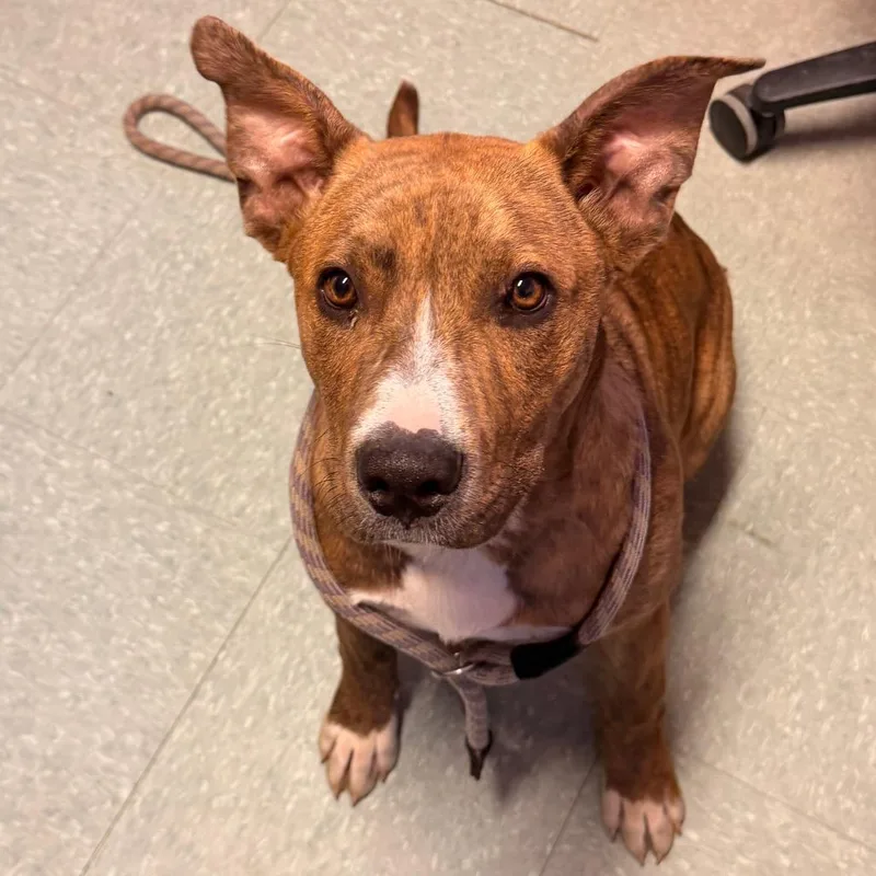 Cinnabon thumbnail 3