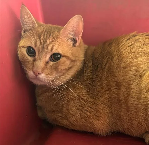 A young small-sized male Domestic Short Hair cat named Orange Baby for adoption in San Diego, CA