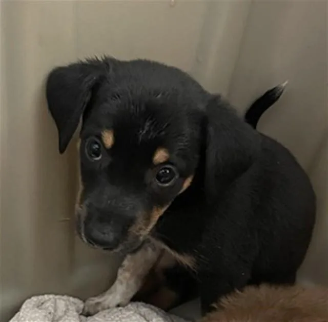 A baby medium-sized female Australian Cattle Dog / Blue Heeler dog named Darla A for adoption in Plano, TX
