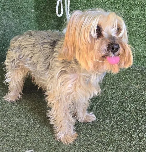 An adult medium-sized male Cairn Terrier dog named Noah for adoption in Lancaster, CA