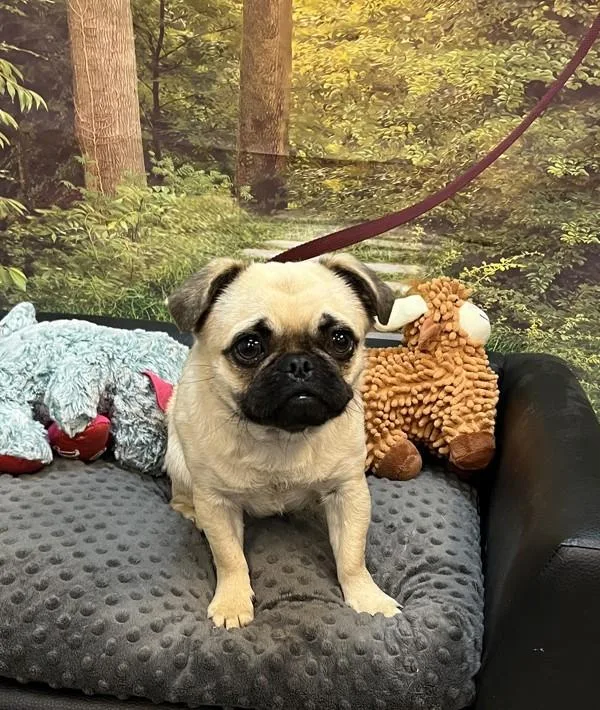 A young small-sized female Pug dog named Lyric for adoption in Salem, OR