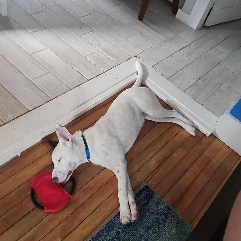 A young medium-sized male White / Cream Mixed Breed dog named Mylo for adoption in Auburn, NH