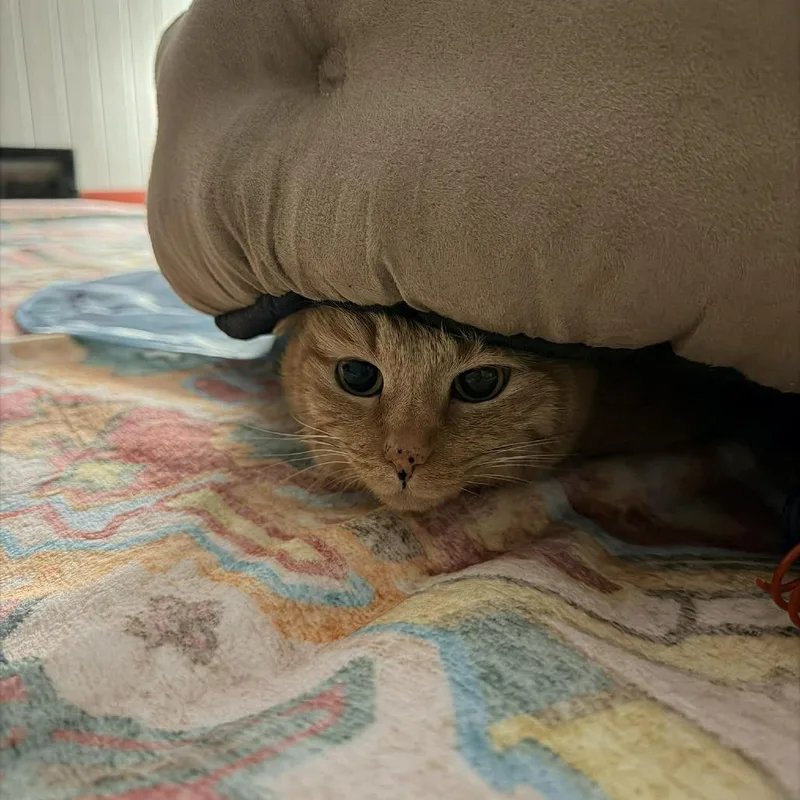 A senior medium-sized female Orange / Red Domestic Short Hair cat named Teddi Arc for adoption in Akron, NY