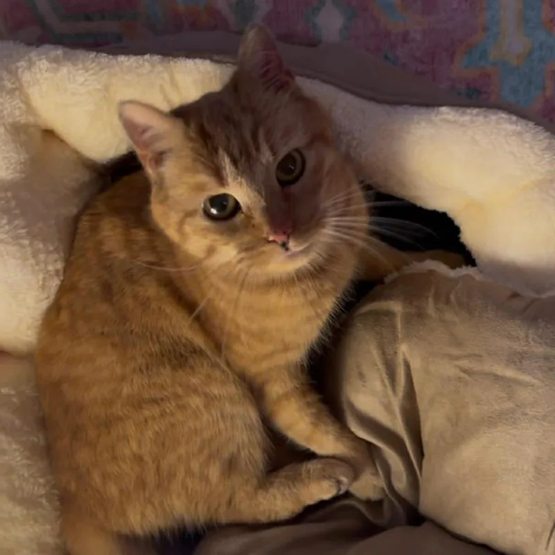 Teddi Arc thumbnail 2