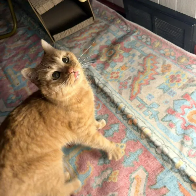 Teddi Arc thumbnail 3