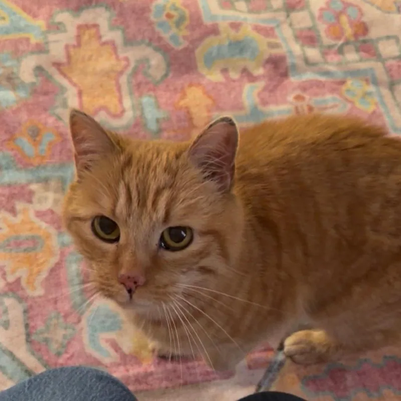 Teddi Arc thumbnail 4