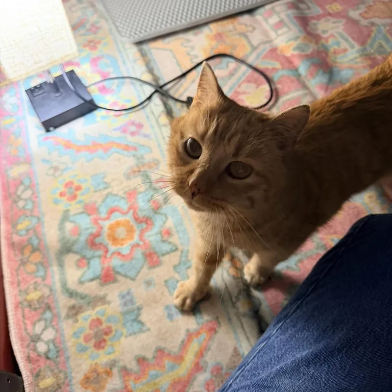 Teddi Arc thumbnail 5