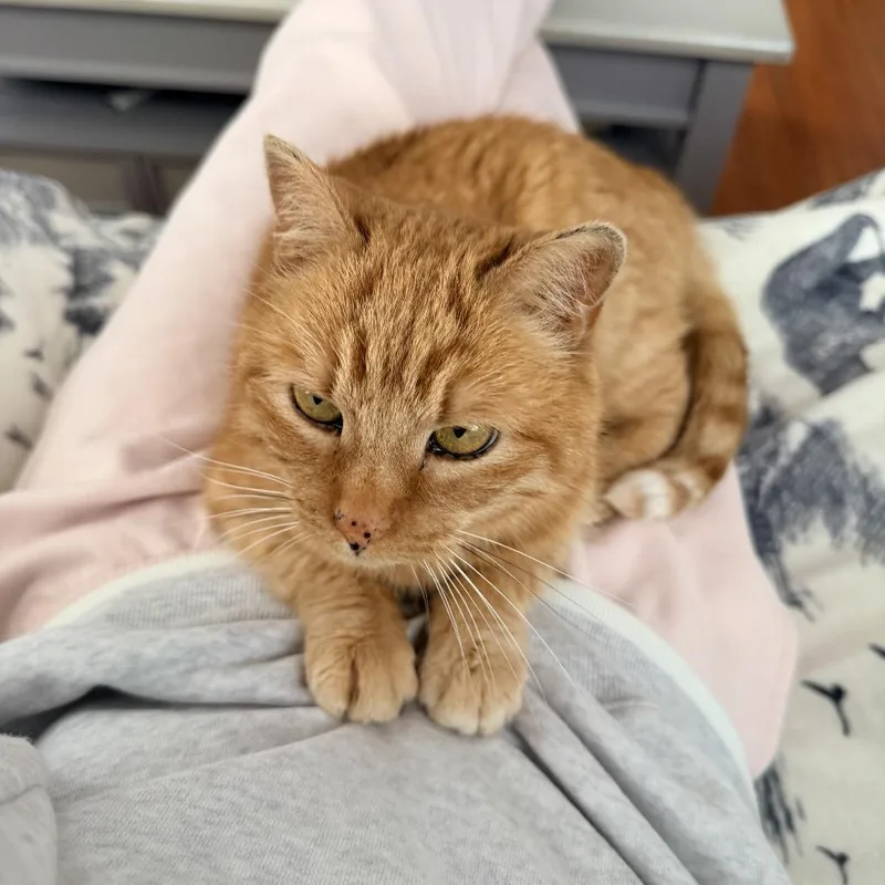 Teddi Arc thumbnail 6