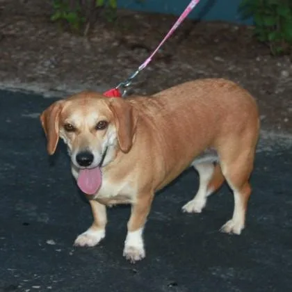 An adult medium-sized female Beagle dog named Dani for adoption in Elk Grove Village, IL