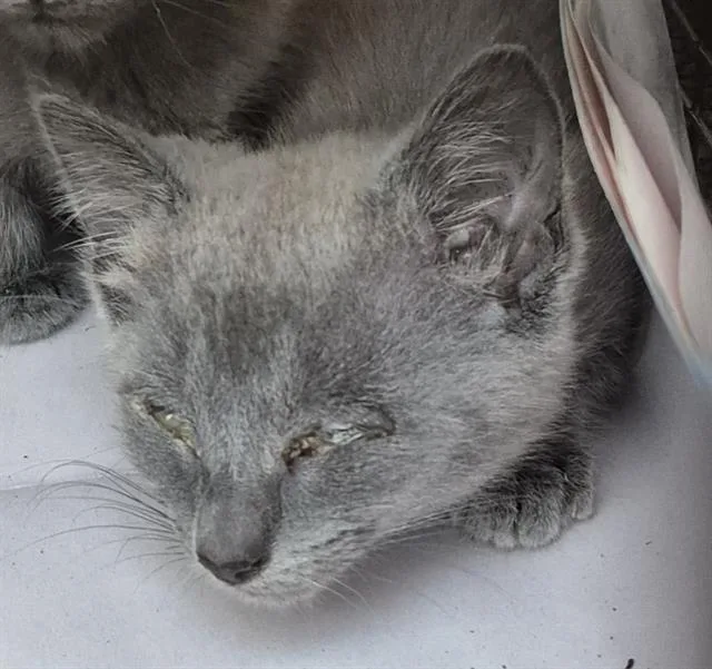 A baby small-sized female Domestic Short Hair cat named Marley for adoption in San Antonio, TX