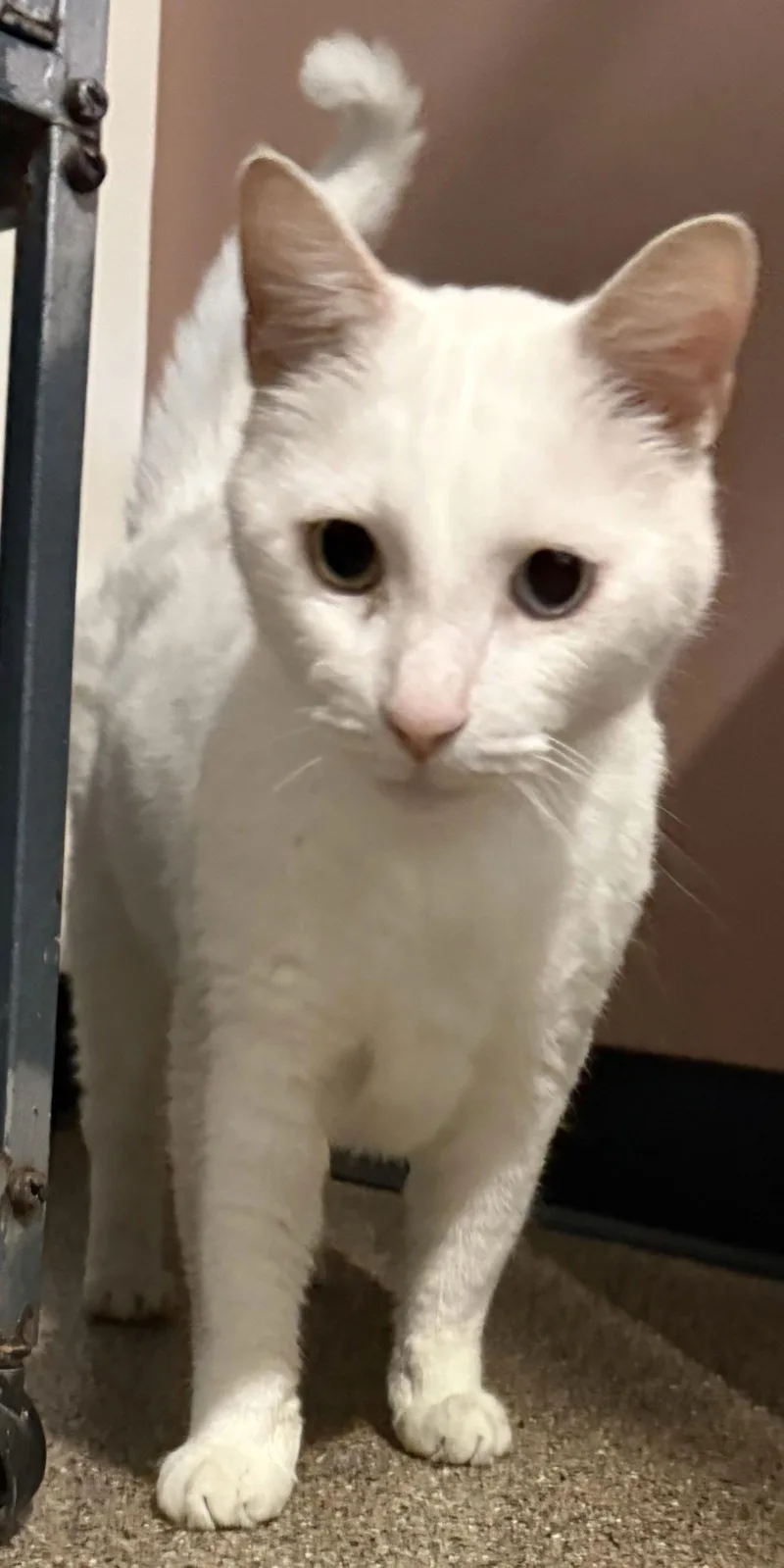 Blue Eye thumbnail 2