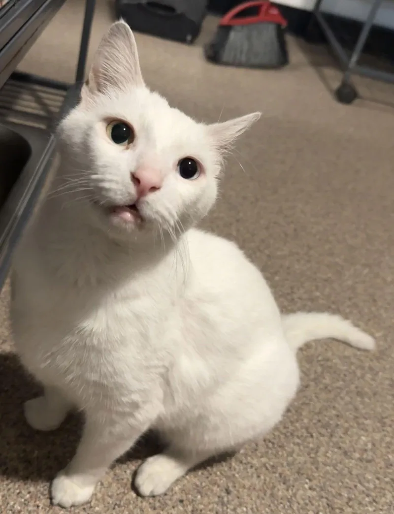 Blue Eye thumbnail 3