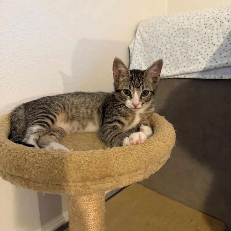 A baby small-sized male Gray / Blue / Silver Domestic Short Hair cat named Poppy for adoption in Tustin, CA