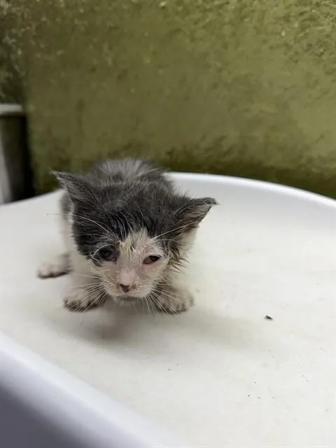 A baby small-sized female Domestic Short Hair cat named Rhianna for adoption in Riverside, CA