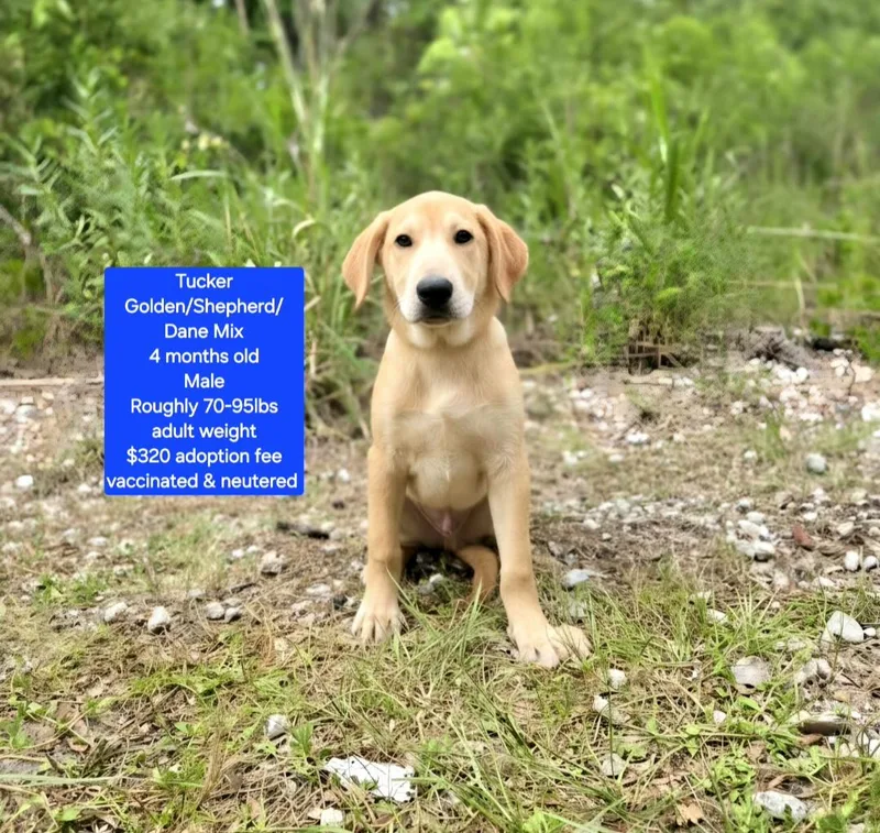 Tucker