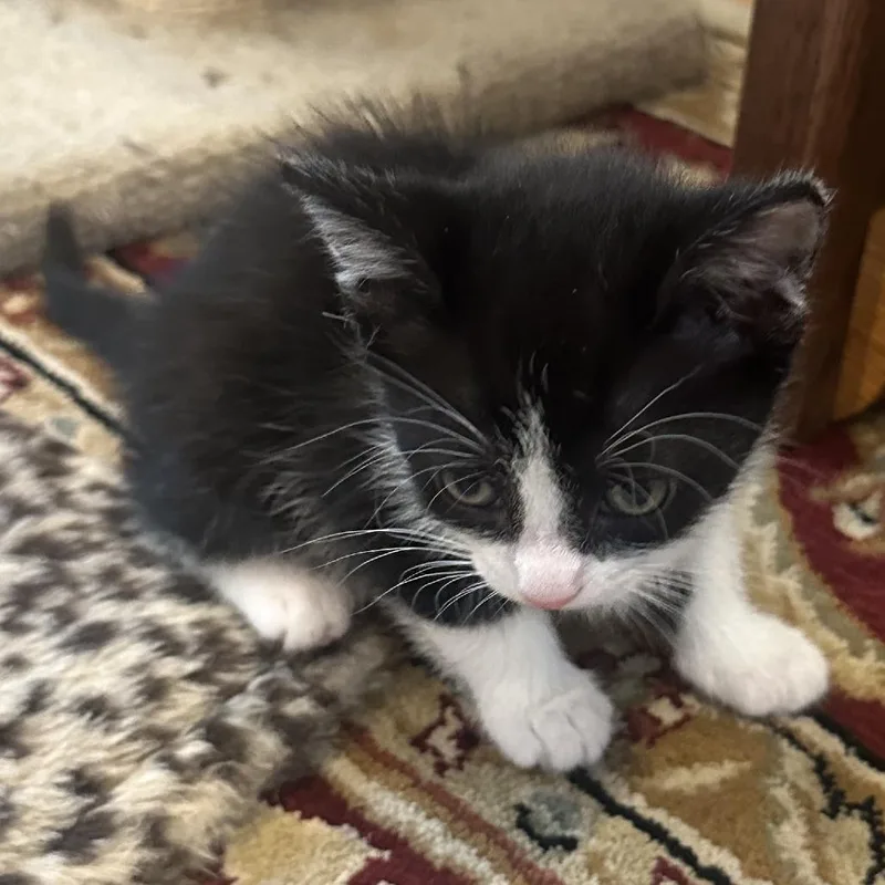 A baby small-sized female Black Domestic Short Hair cat named Katniss for adoption in Fairfax Station, VA