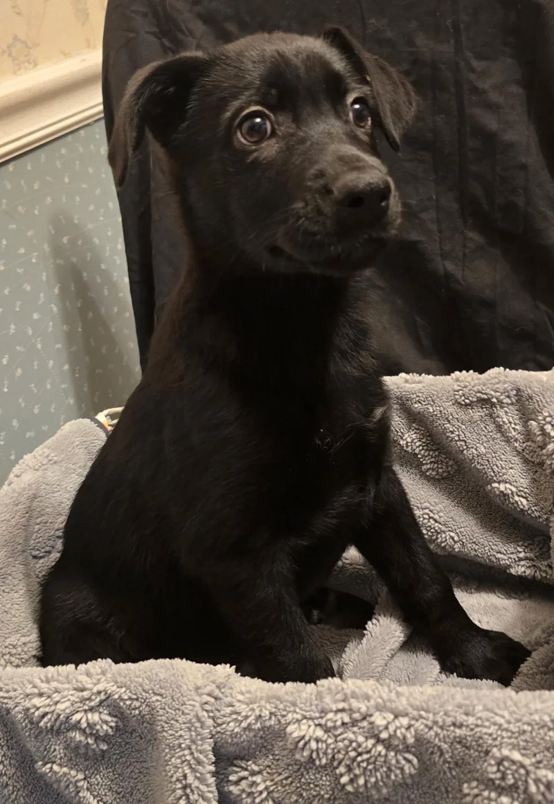 A baby small-sized female Black German Shepherd Dog dog named Amber for adoption in Bloomsdale, MO