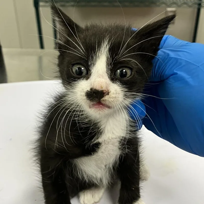 A baby small-sized male Black Domestic Short Hair cat named Axe for adoption in Las Cruces, NM