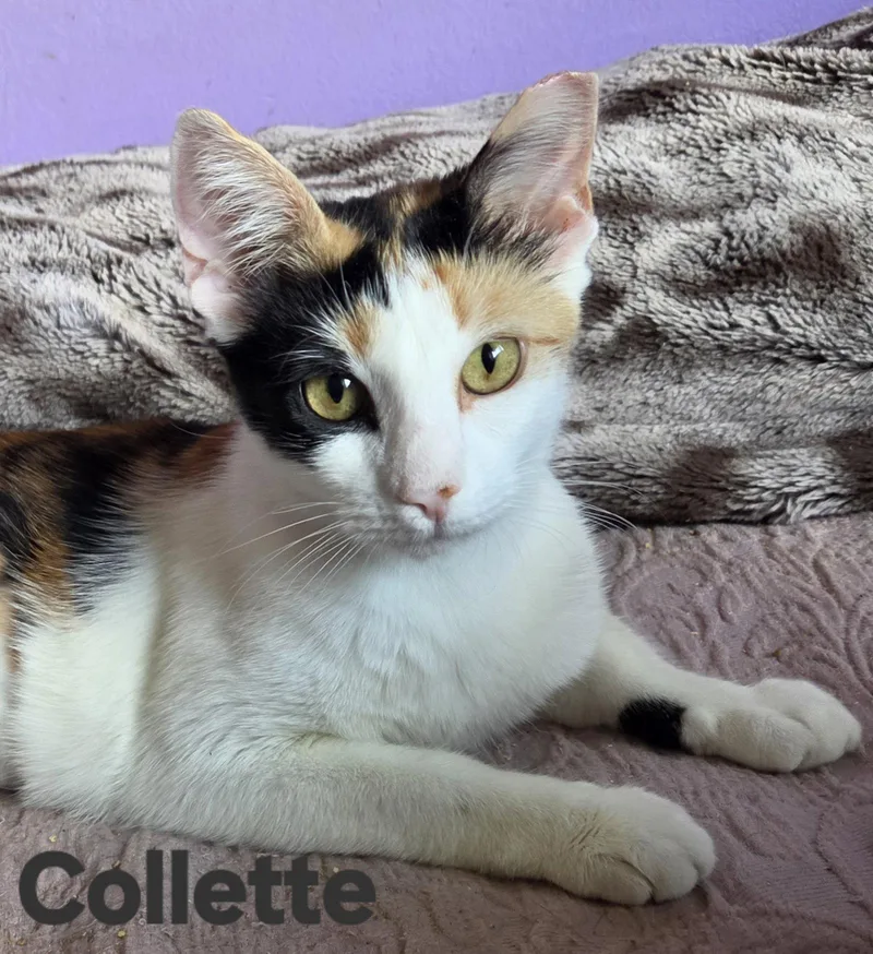 A young medium-sized female Domestic Short Hair cat named Collette for adoption in Longwood, FL