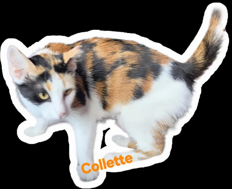 Collette thumbnail 2