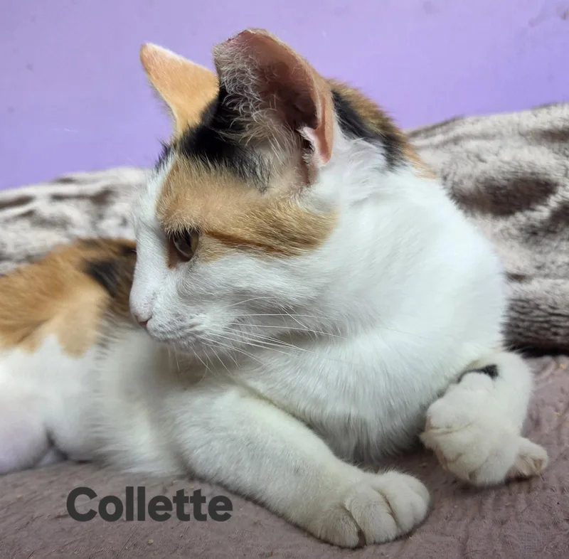 Collette thumbnail 3