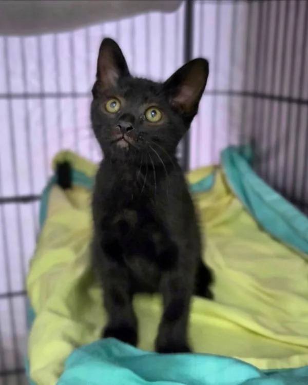 A baby small-sized male Domestic Short Hair cat named Ernst for adoption in Novato, CA