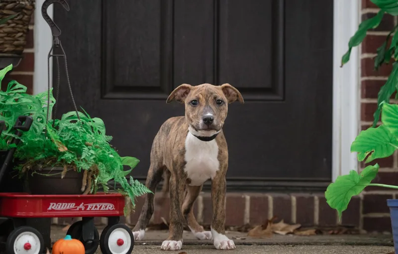 A baby medium-sized female Brindle Pit Bull Terrier dog named Catherine of Aragon for adoption in Salisbury, MD