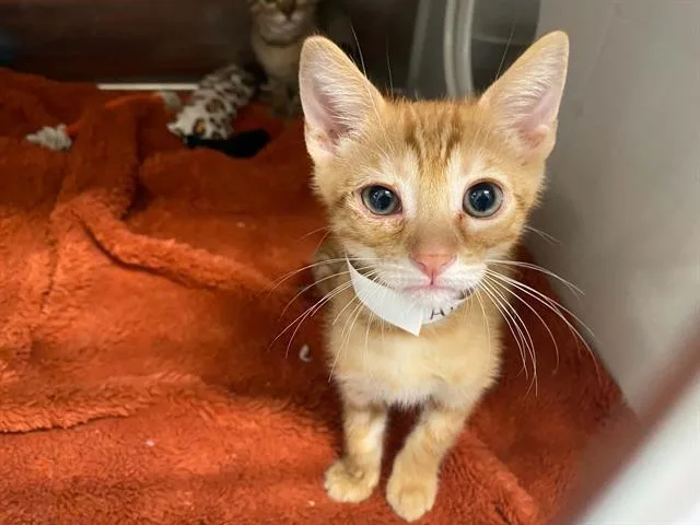 A baby small-sized male Domestic Short Hair cat named Tigger for adoption in Tustin, CA
