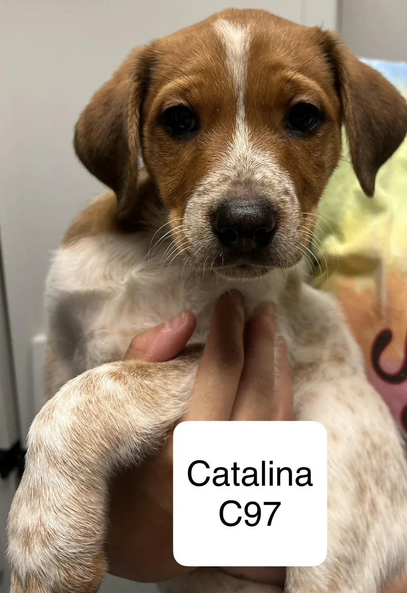 A baby medium-sized female Australian Shepherd dog named Catalina for adoption in Morganton, NC