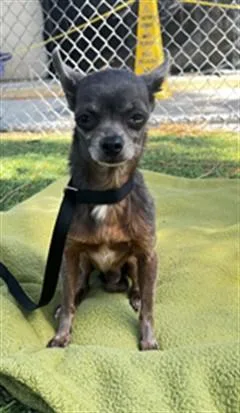 An adult medium-sized male Chihuahua dog named Thomas for adoption in Downey, CA