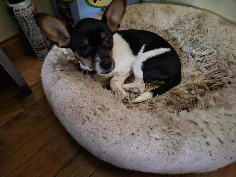 A baby small-sized female Tricolor (Brown, Black, & White) Chihuahua dog named 339 for adoption in Plymouth, MI