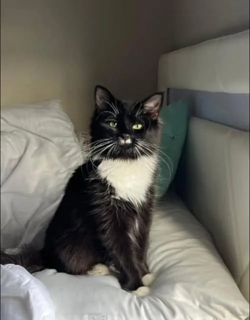 A young medium-sized female Black & White / Tuxedo Domestic Long Hair cat named Shadow for adoption in Reading, PA