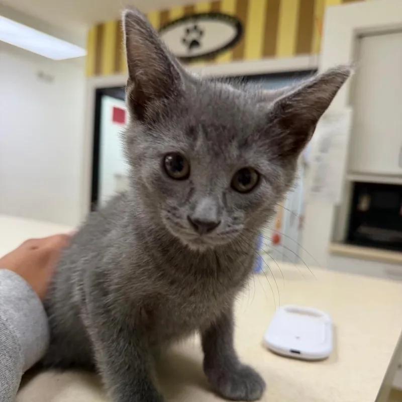 A baby small-sized male Gray / Blue / Silver Domestic Short Hair cat named Reuben for adoption in Deerfield, IL