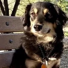 An adult small-sized female Dachshund (Long Haired) dog named Stewie for adoption in Chino valley, AZ
