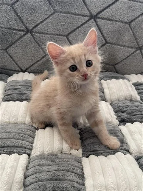 A baby small-sized female Domestic Short Hair cat named Puff for adoption in Colorado Springs, CO