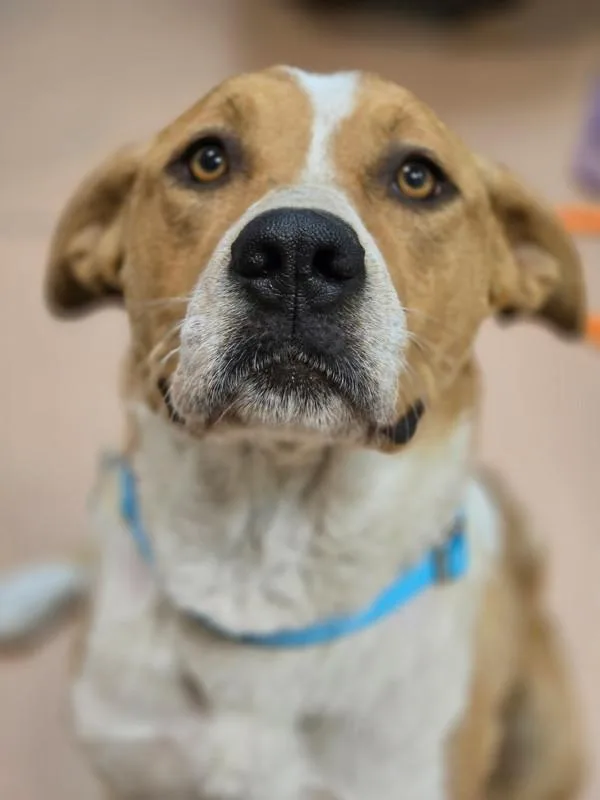 An adult medium-sized female Border Collie dog named Clementine for adoption in Kennewick, WA