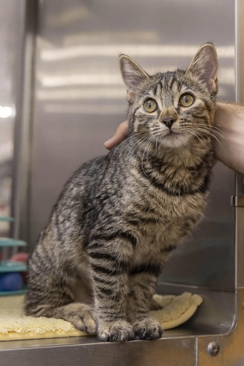 A baby medium-sized female Tabby cat named Paddington and Winnie for adoption in Millville, UT