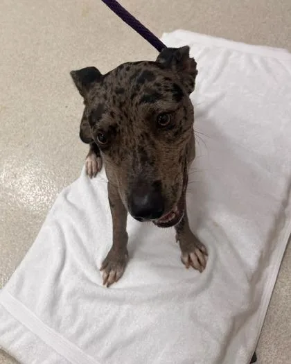 An adult medium-sized female Catahoula Leopard Dog dog named Bella Donna for adoption in Honolulu, HI
