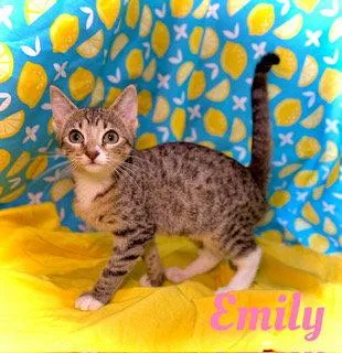 Emily thumbnail 2
