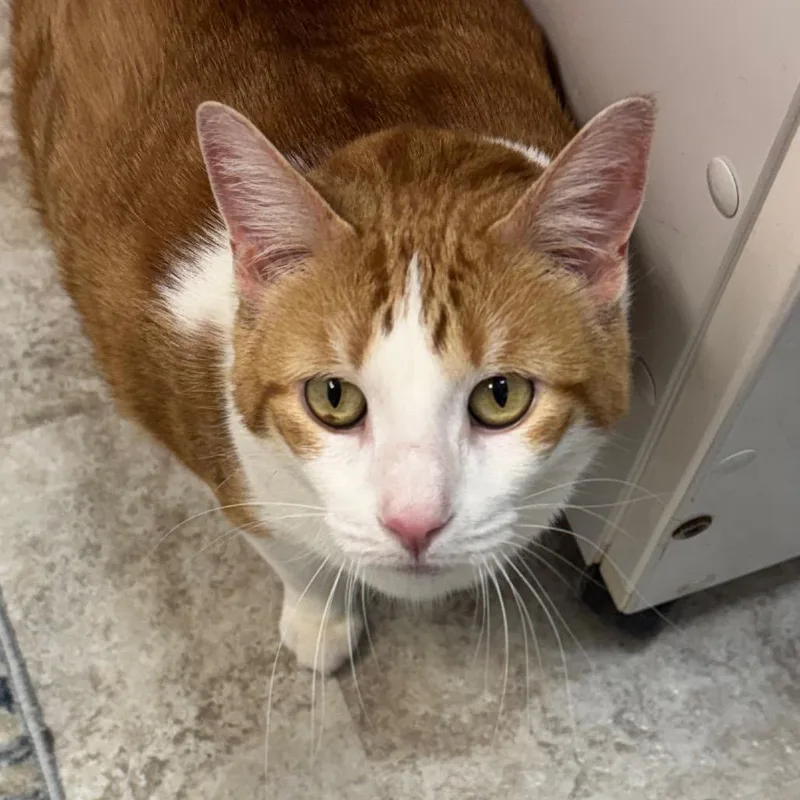 A senior extra large-sized female Orange / Red Domestic Short Hair cat named Miss Ginger for adoption in Peoria, IL