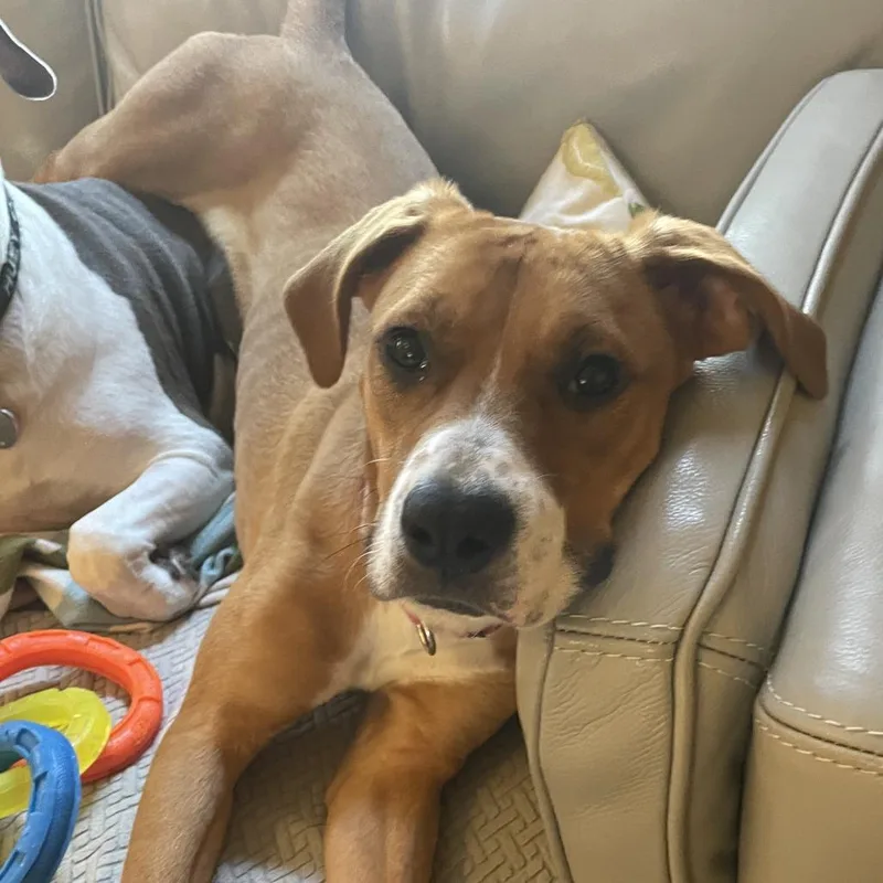 A young medium-sized female Boxer dog named Sadie for adoption in Pittsburgh, PA
