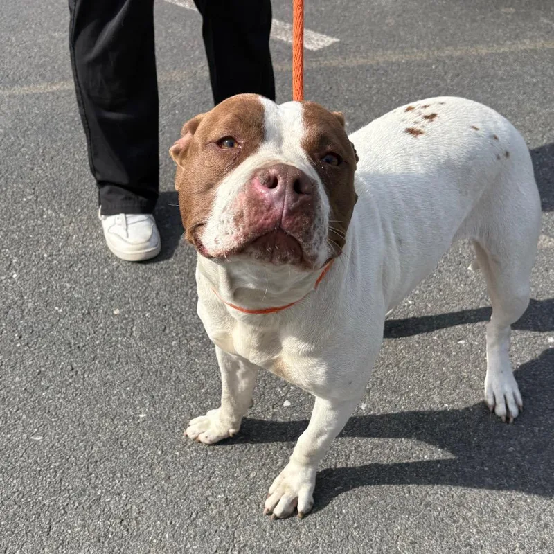 A young medium-sized female White / Cream Pit Bull Terrier dog named Goosey for adoption in Birdsboro, PA